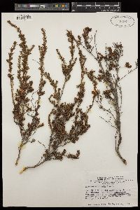 Hibbertia lineata image