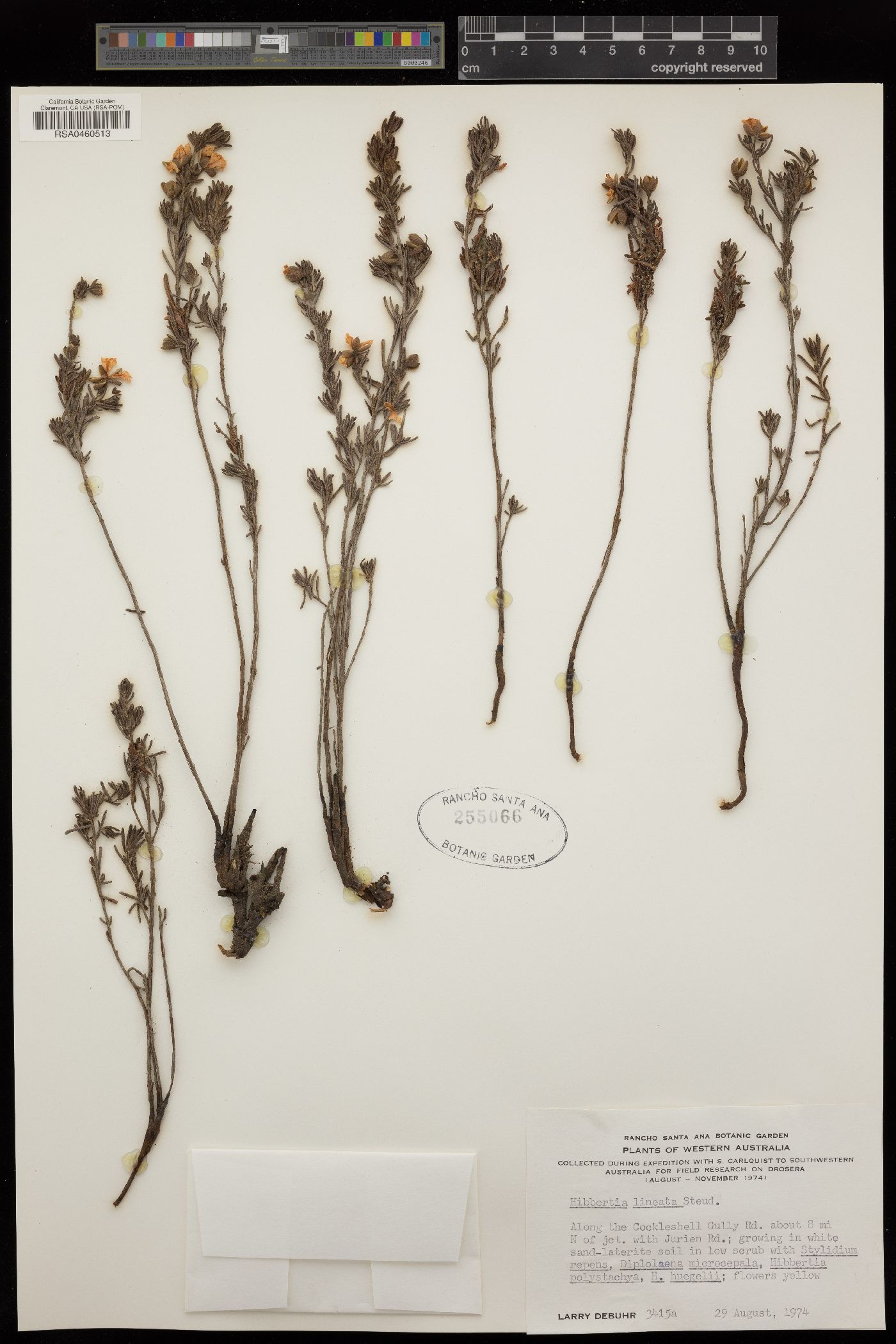 Hibbertia lineata image