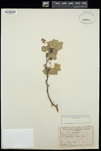 Ribes speciosum image