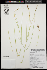 Carex lemmonii image