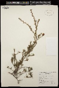 Hibbertia virgata image