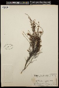 Hibbertia virgata image