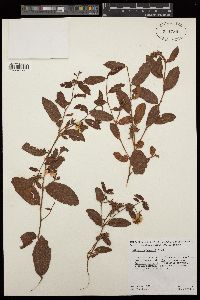 Hibbertia brownei image