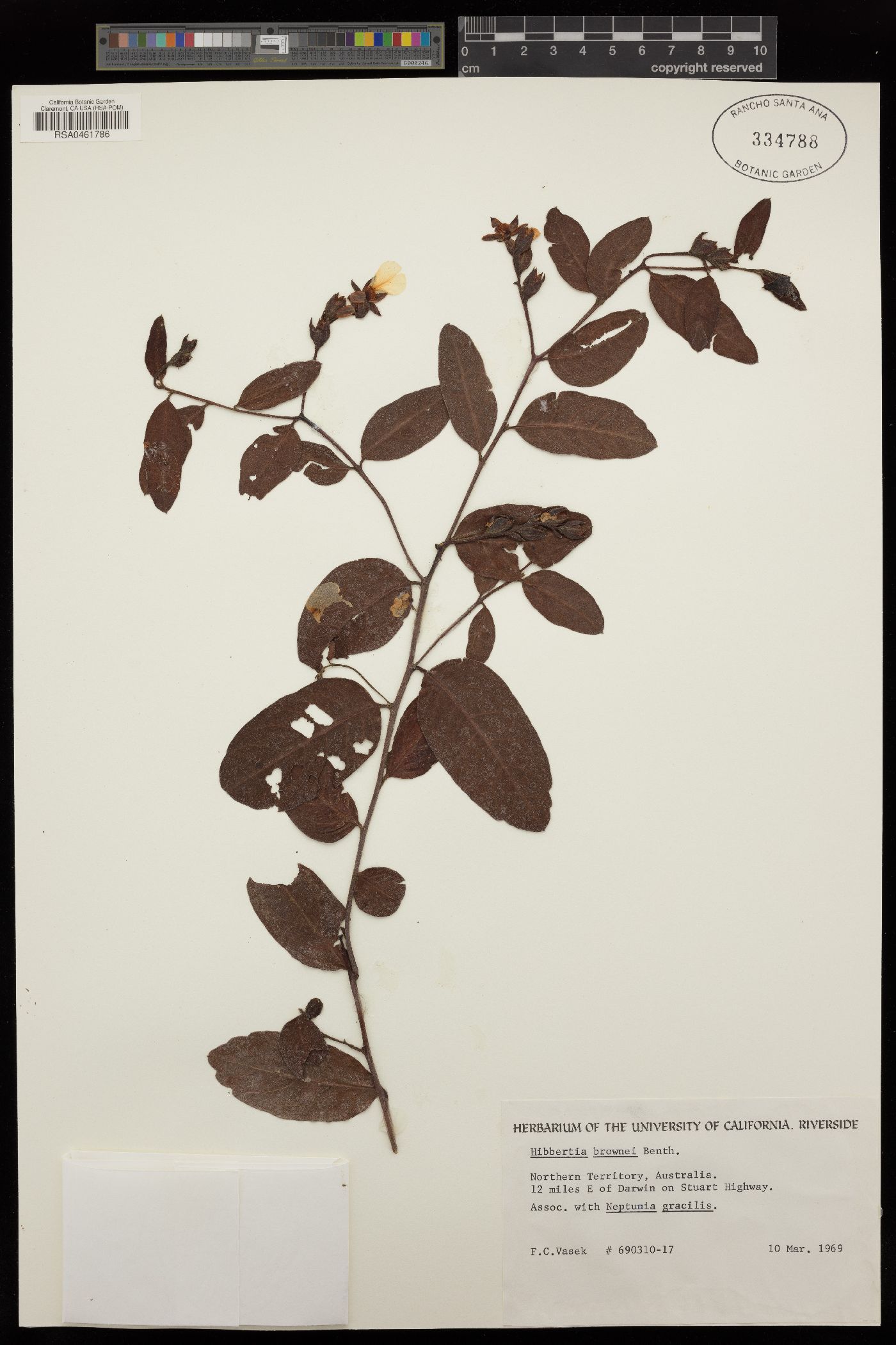 Hibbertia brownei image