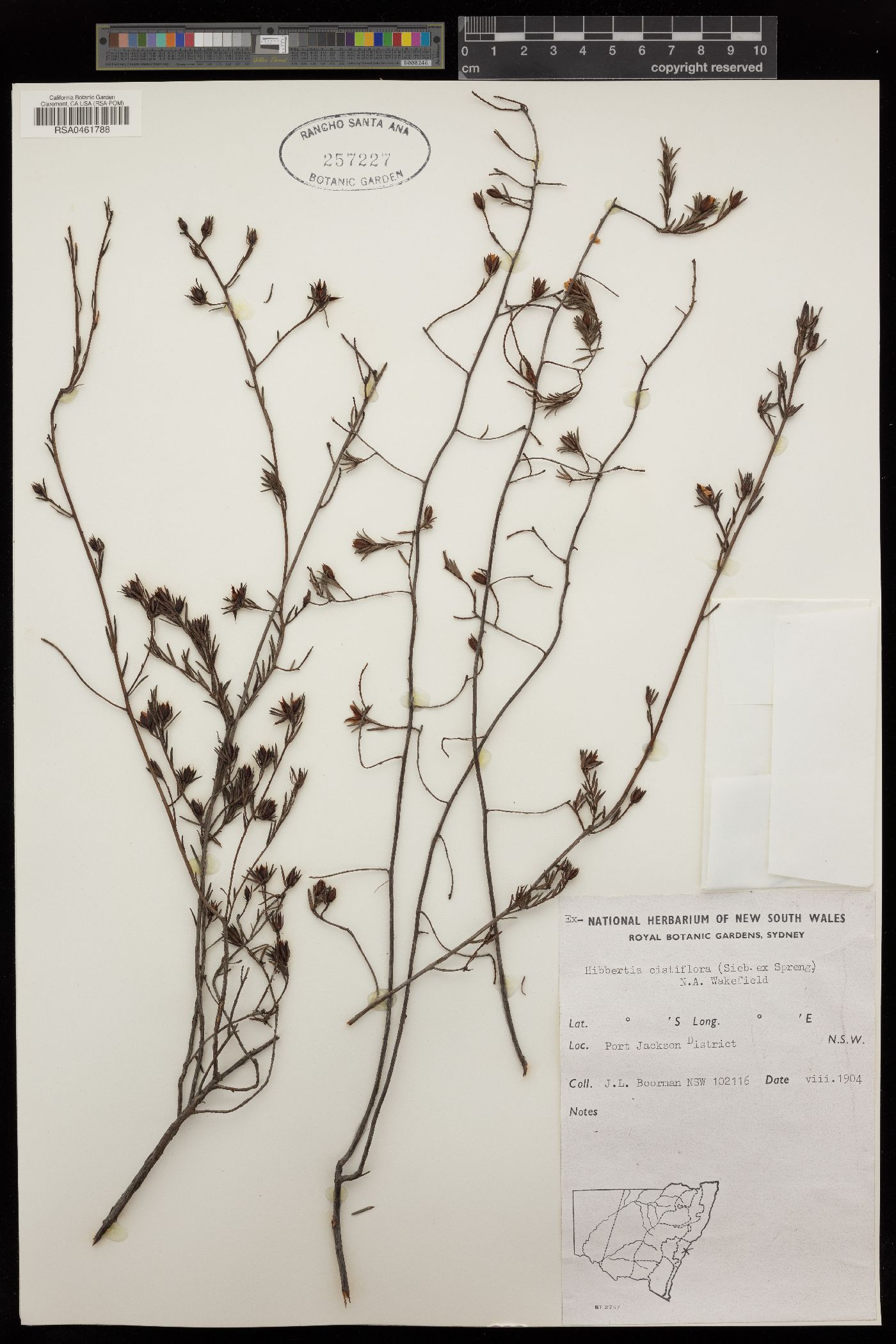 Hibbertia cistiflora image