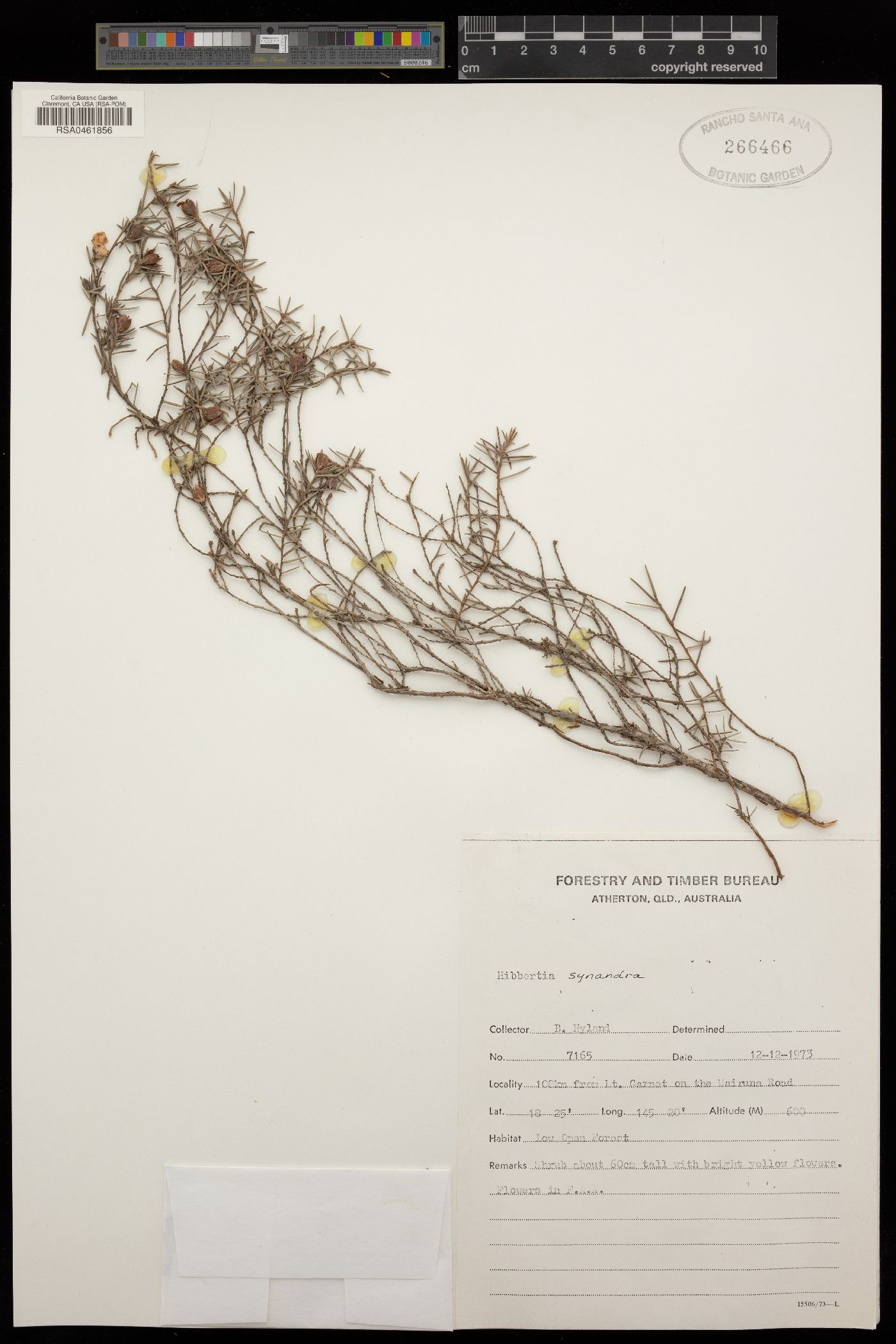 Hibbertia synandra image