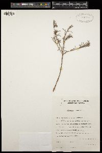 Hibbertia synandra image