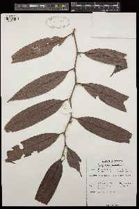Image of Schumacheria angustifolia