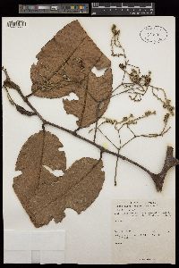 Image of Schumacheria castaneifolia