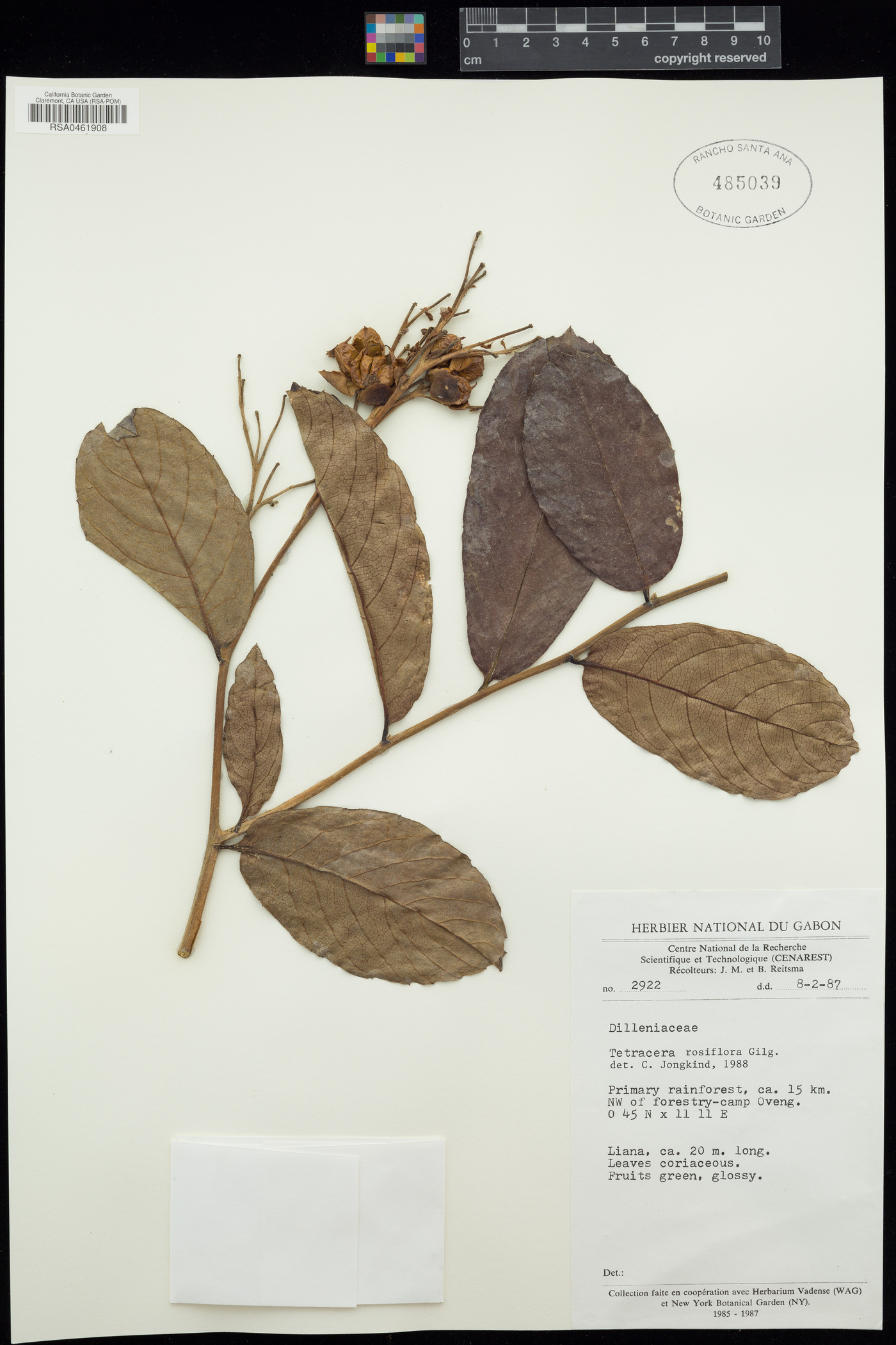 Tetracera rosiflora image