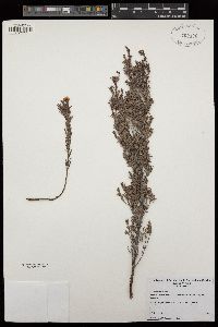Hibbertia sericea image