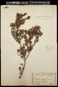 Hibbertia sericea image