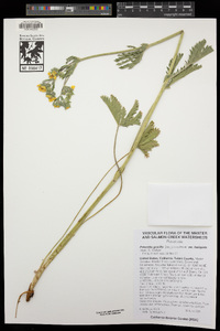 Potentilla gracilis var. fastigiata image