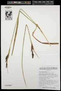 Carex nebrascensis image