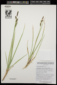 Carex nebrascensis image