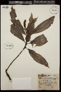 Hedyosmum artocarpus image