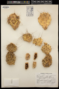 Opuntia macrorhiza image