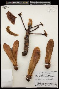 Dipterocarpus tuberculatus image
