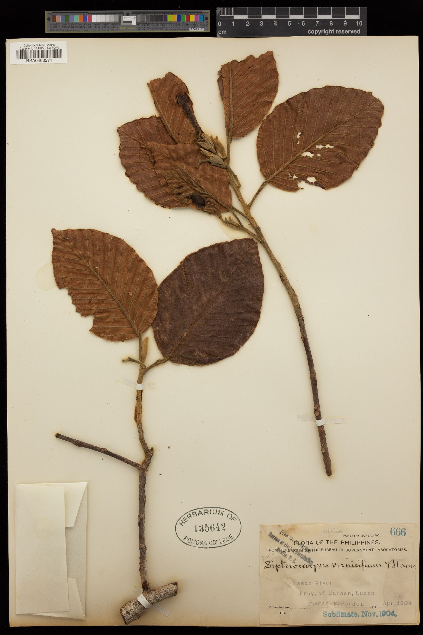 Dipterocarpus image