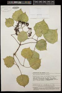 Image of Cheirodendron kauaiense