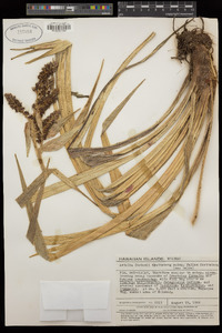 Astelia forbesii subsp. fallax image