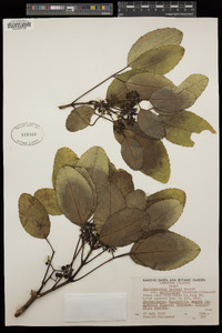 Cheirodendron trigynum subsp. helleri image