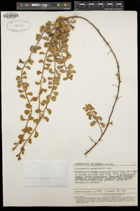 Jacquemontia sandwicensis image