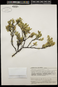 Wikstroemia phillyreifolia image