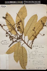 Image of Vatica oblongifolia