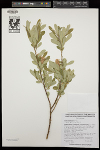 Salix lasiolepis image