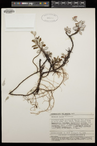 Geranium humile image