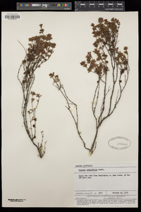 Image of Boronia crassifolia