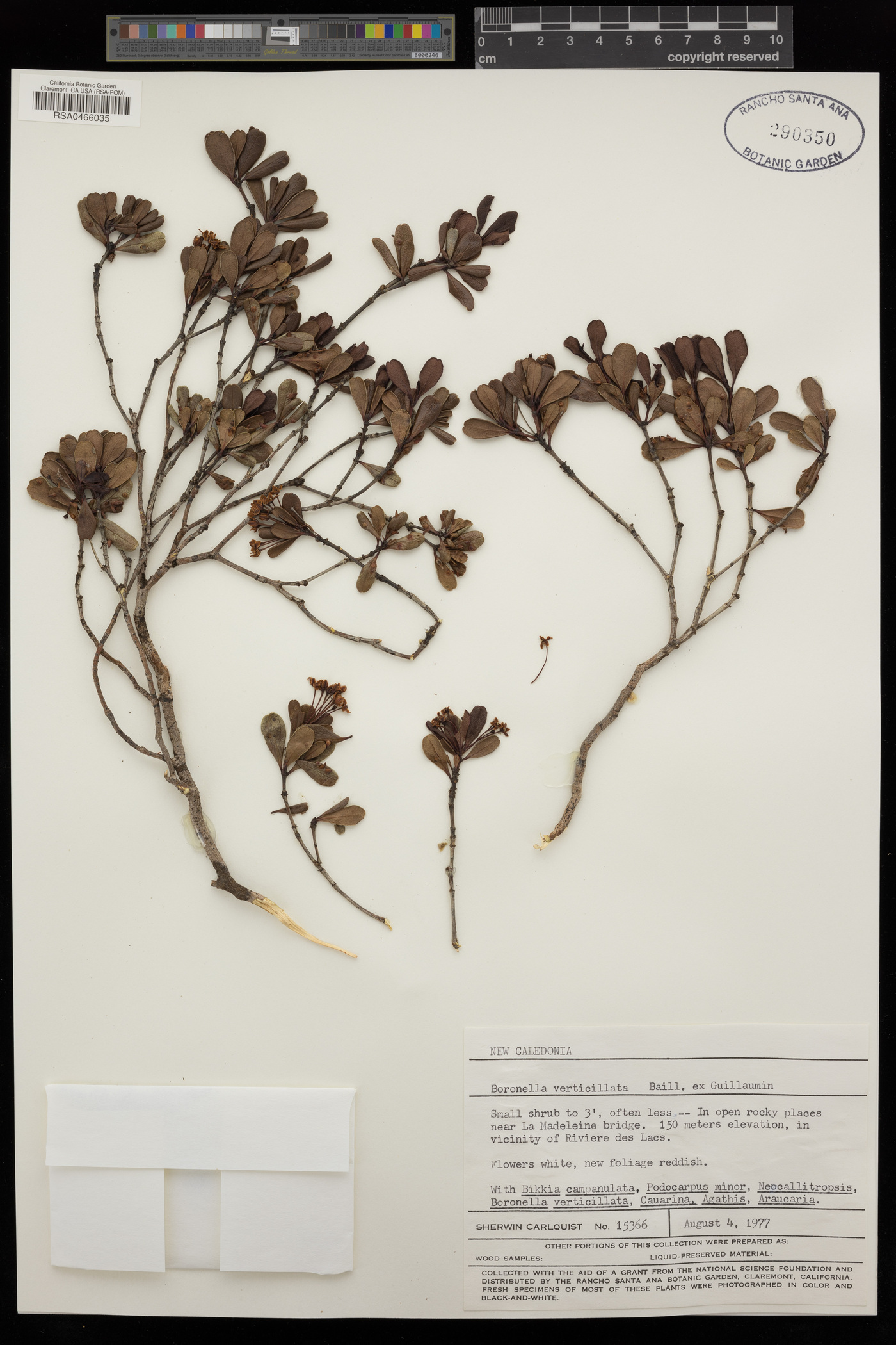 Boronia parvifolia image