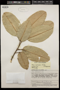 Image of Pelea kaalaensis