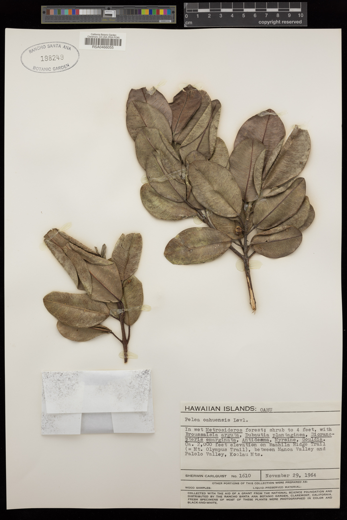 Pelea oahuensis image