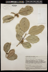 Pelea oahuensis image