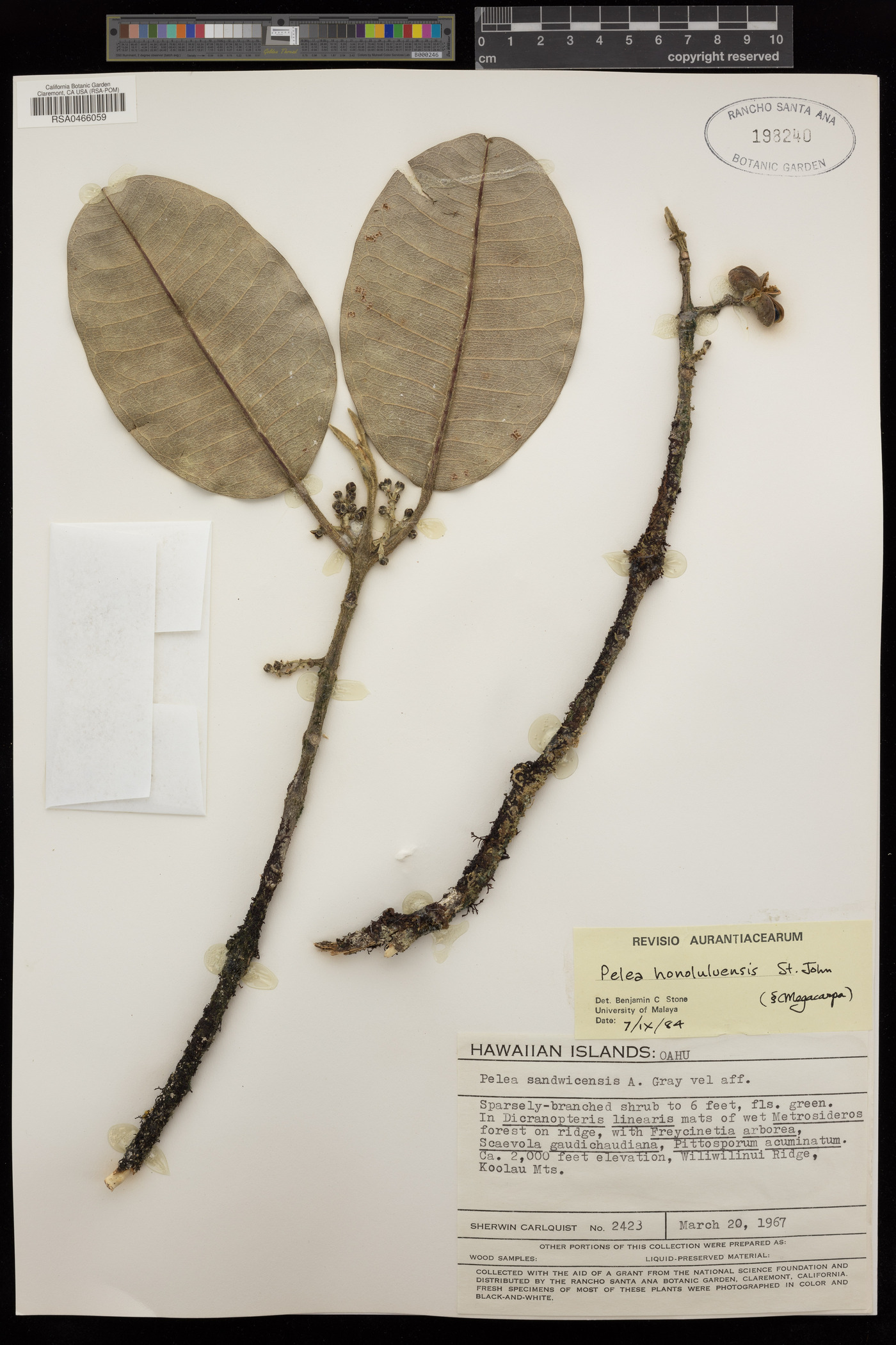Pelea honoluluensis image