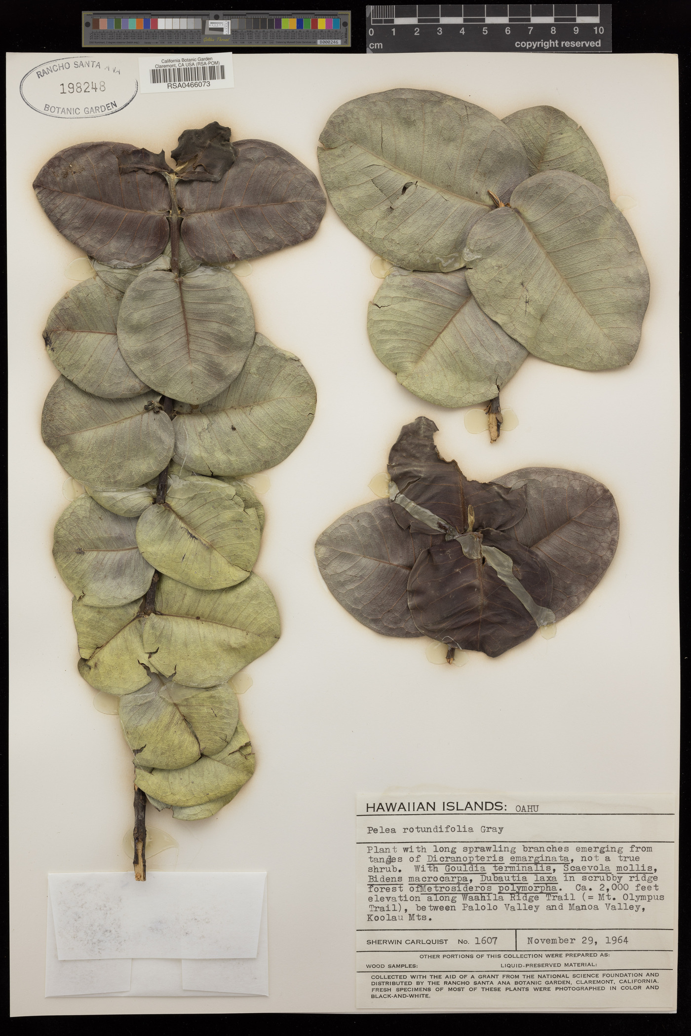 Pelea rotundifolia image