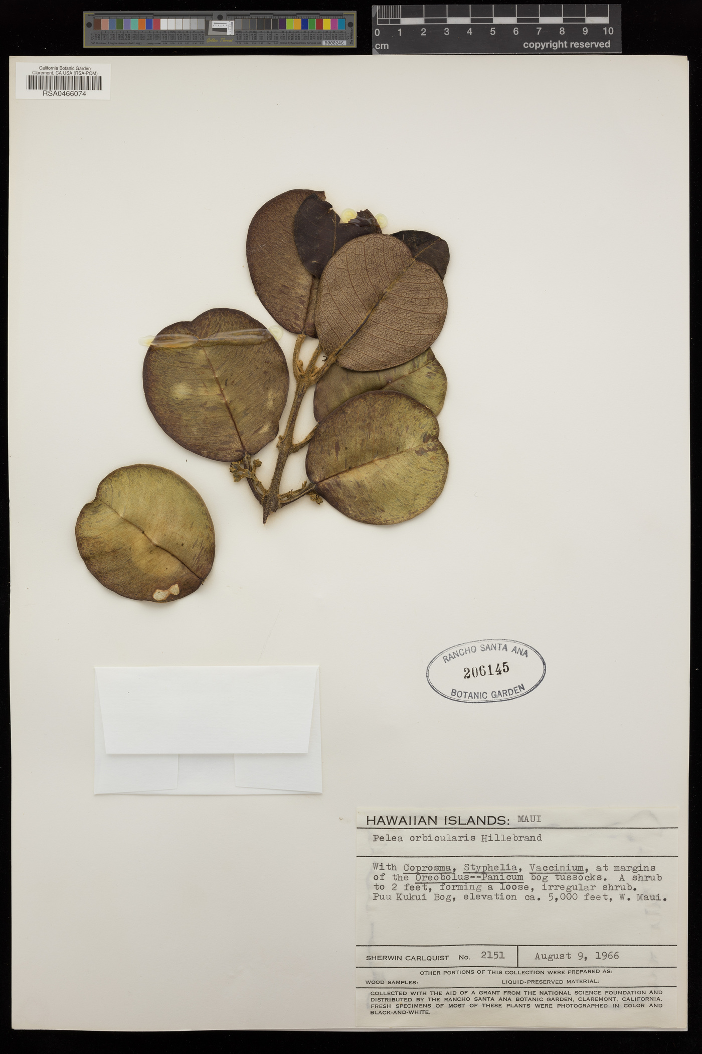 Pelea orbicularis image