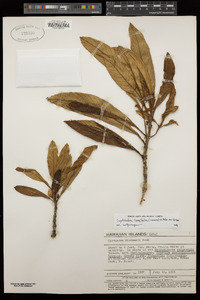 Cyrtandra longifolia image