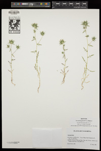 Navarretia gowenii image