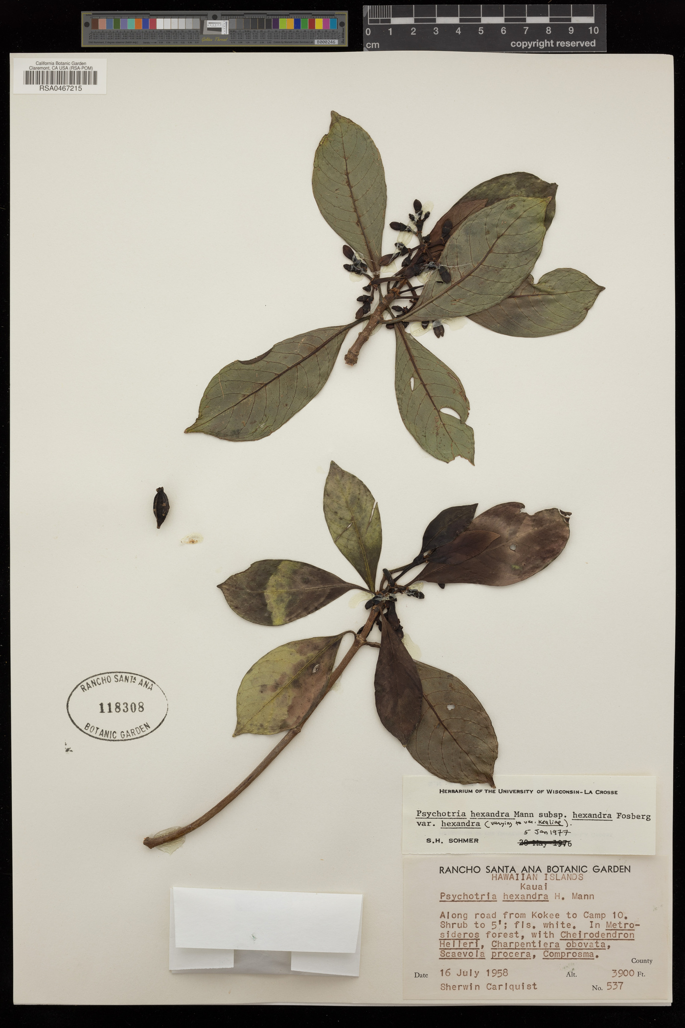 Psychotria hexandra subsp. hexandra image