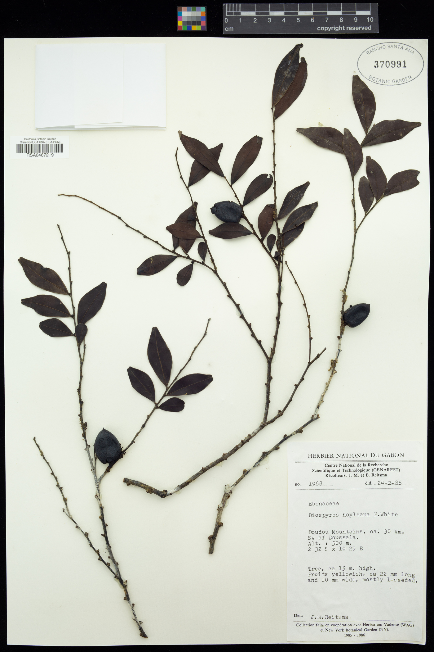 Diospyros hoyleana image