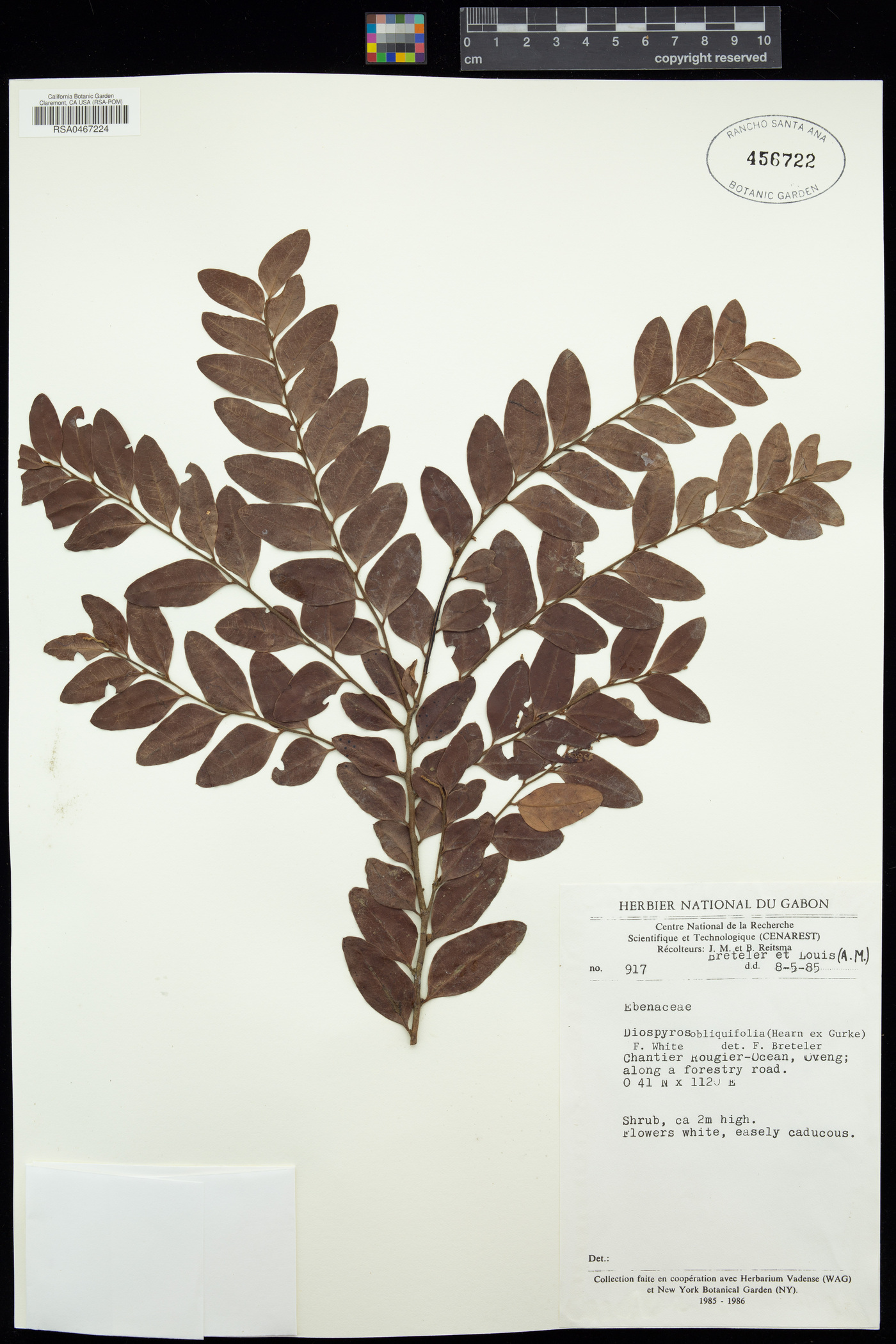 Diospyros obliquifolia image