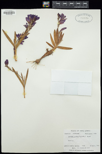 Babiana angustifolia image