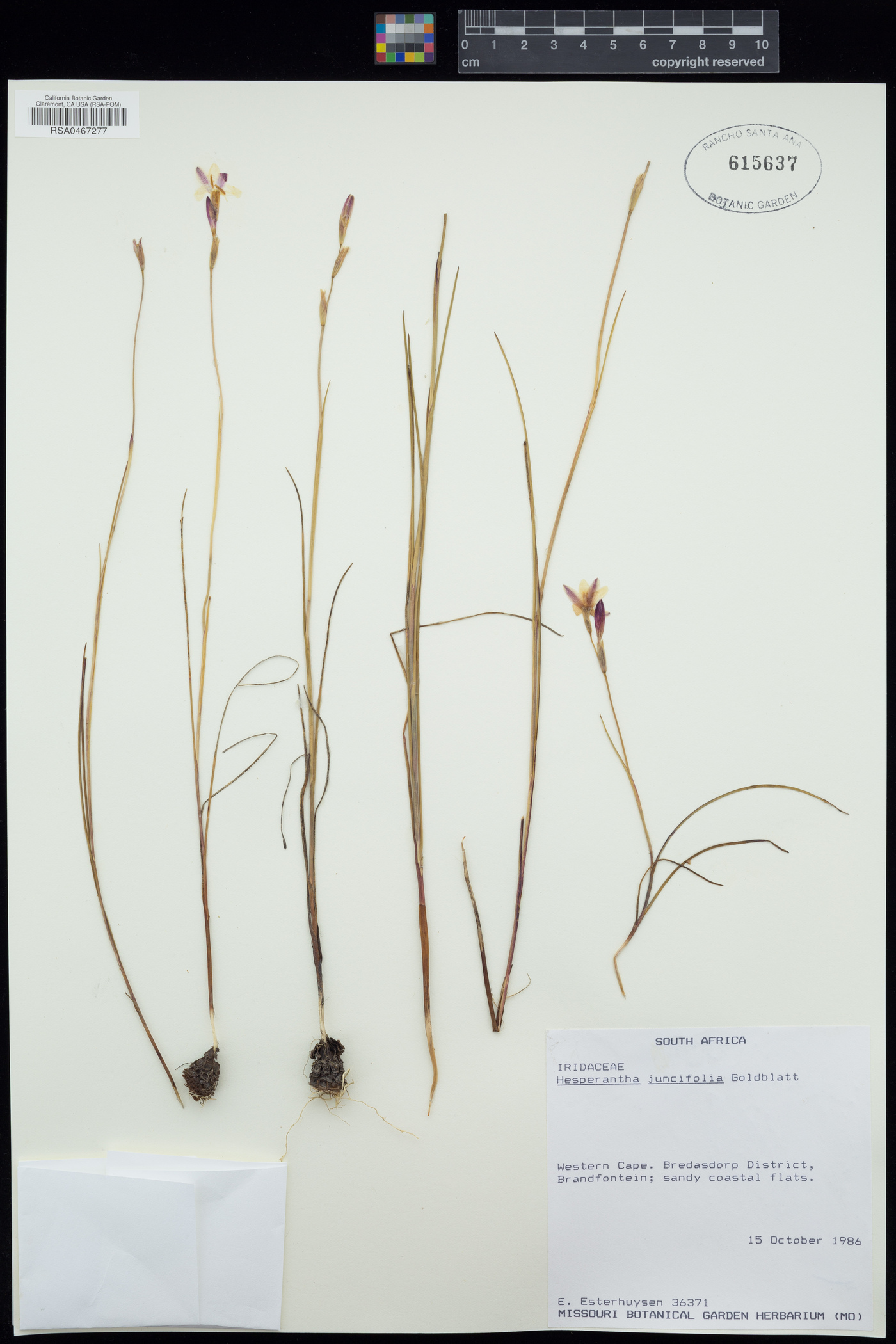 Hesperantha juncifolia image