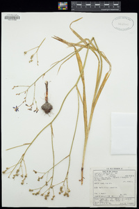 Image of Afrosolen erythranthus