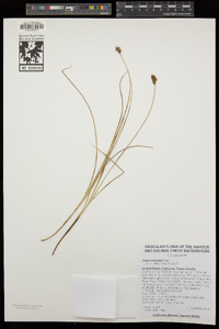 Carex simulata image