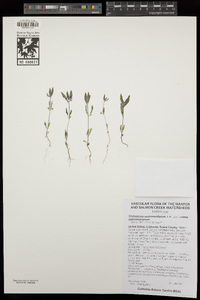 Trichostema austromontanum subsp. austromontanum image
