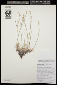 Eriogonum wrightii var. subscaposum image